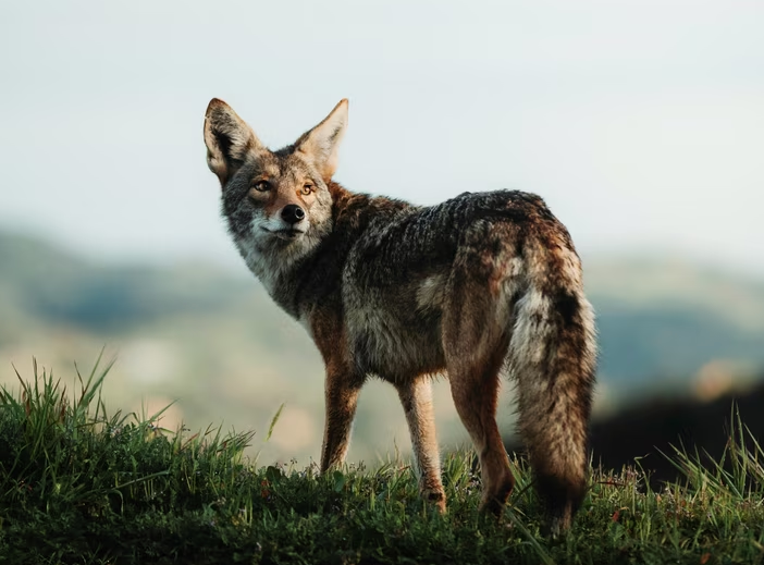 Delhi Zoo Launches Search After Jackals Escape