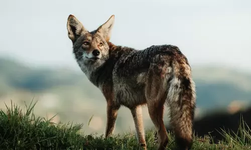 Delhi Zoo Launches Search After Jackals Slip Out of Enclosure