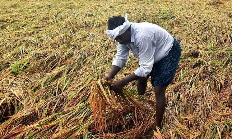 Konaseema: Deterioration of Irrigation, Drainage Systems Hurting Farmers