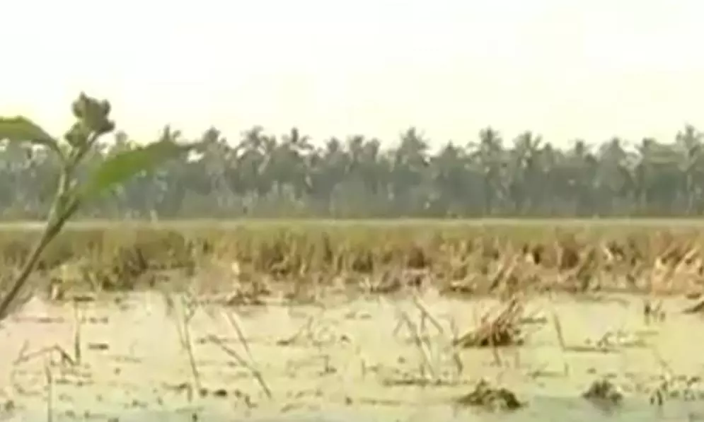 Konaseema Losing Its Charm Due to Pollution