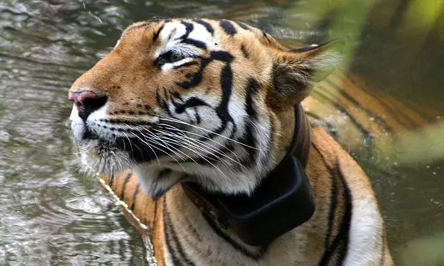 Plans Afoot for First Ever Radio-Collaring of a Tiger