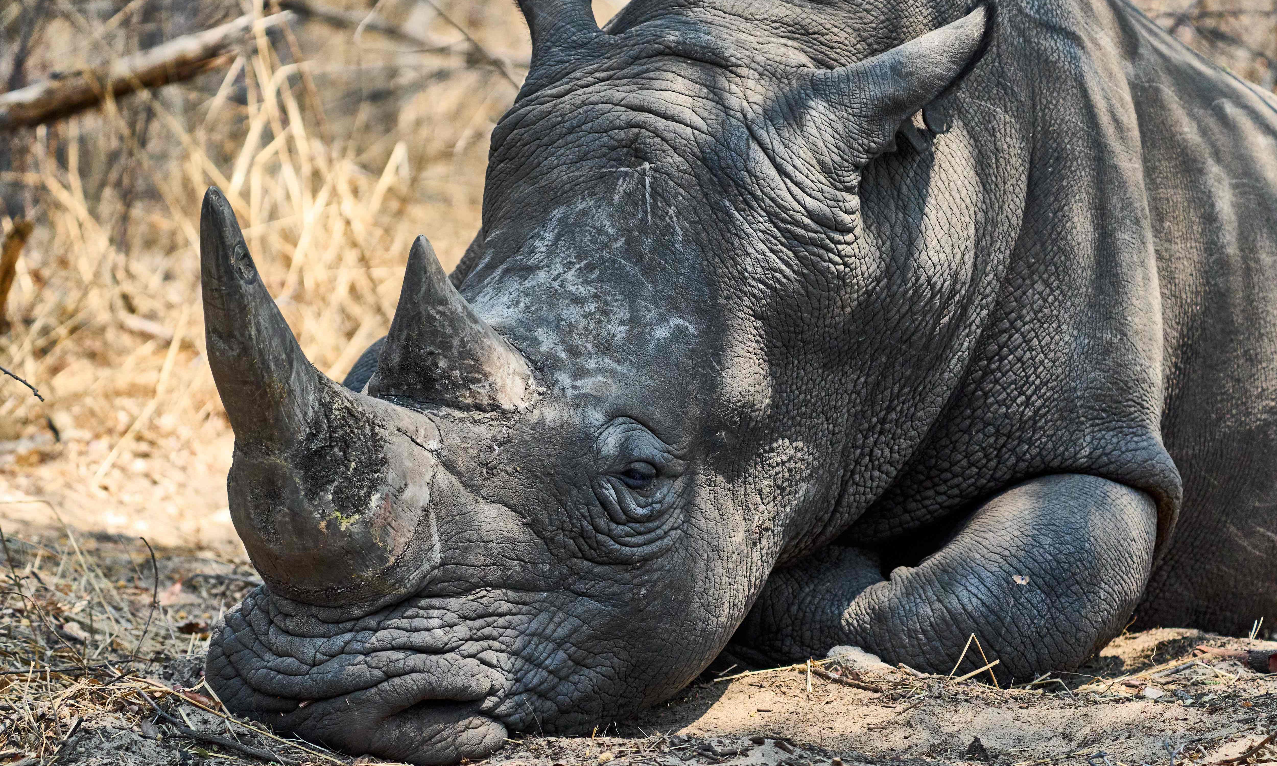Global Wildlife Talks Focus on Rhino Horn, Shark Conservation
