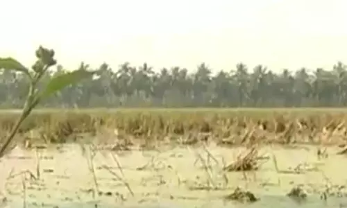 Konaseema Losing Its Charm Due to Pollution Konaseema Losing Its Charm Due to Pollution