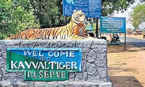 Indiramma Houses Inside Kawal Tiger Reserve