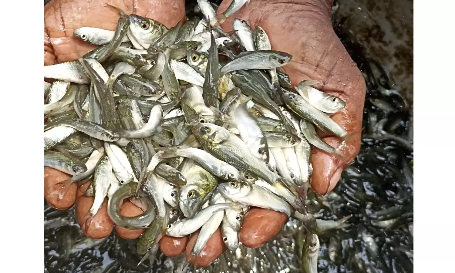 Fish Seed Stocking Ramps Up, 18 Cr Reached