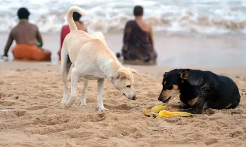 GVMC Finds It Tough to Implement SC Orders on Stray Dogs GVMC Finds It Tough to Implement SC Orders on Stray Dogs