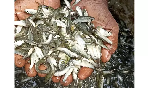 Fish Seed Stocking Ramps Up, 18 Cr Reached