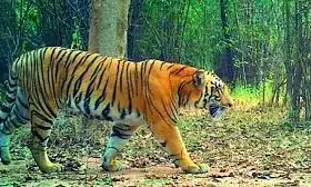 Wildlife Census Begins in Nizamabad, Kamareddy forests After 4 Years