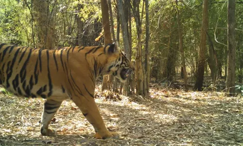 Foresters to Enumerate Wildlife in AP from December 1