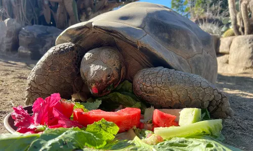 San Diego Zoo’s 141-Year-Old Tortoise Gramma Dies