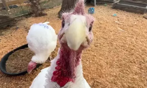 Some Families Are Adopting Turkeys For Thanksgiving instead Of Eating Them Some Families Are Adopting Turkeys For Thanksgiving instead Of Eating Them