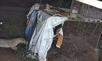 Leopard Spotted at SV University Creates Panic Leopard Spotted at SV University Creates Panic