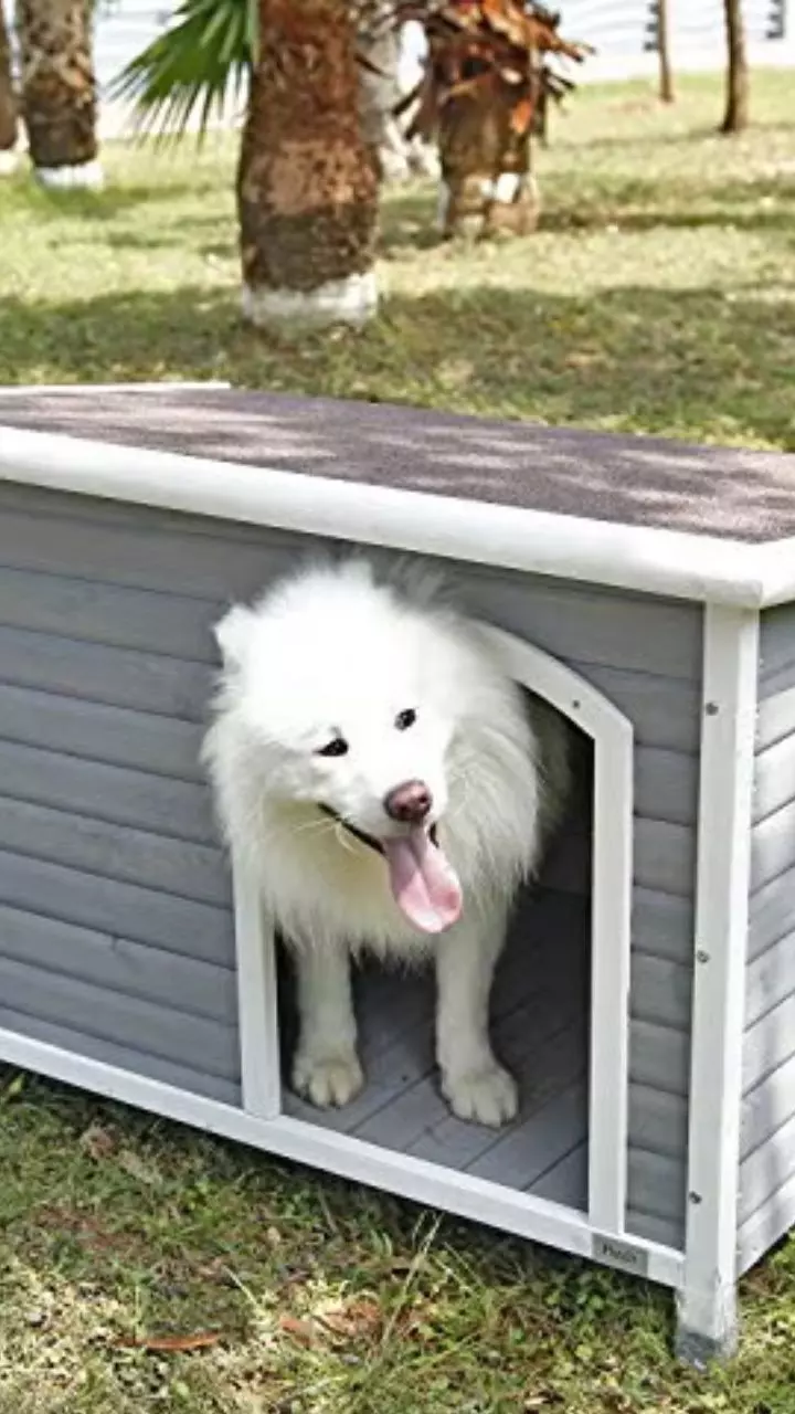 Winter Care Tips for Dogs: Keep Them Warm and Healthy