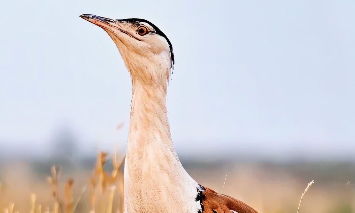 Power Lines Threaten Great Indian Bustards in Nandyal