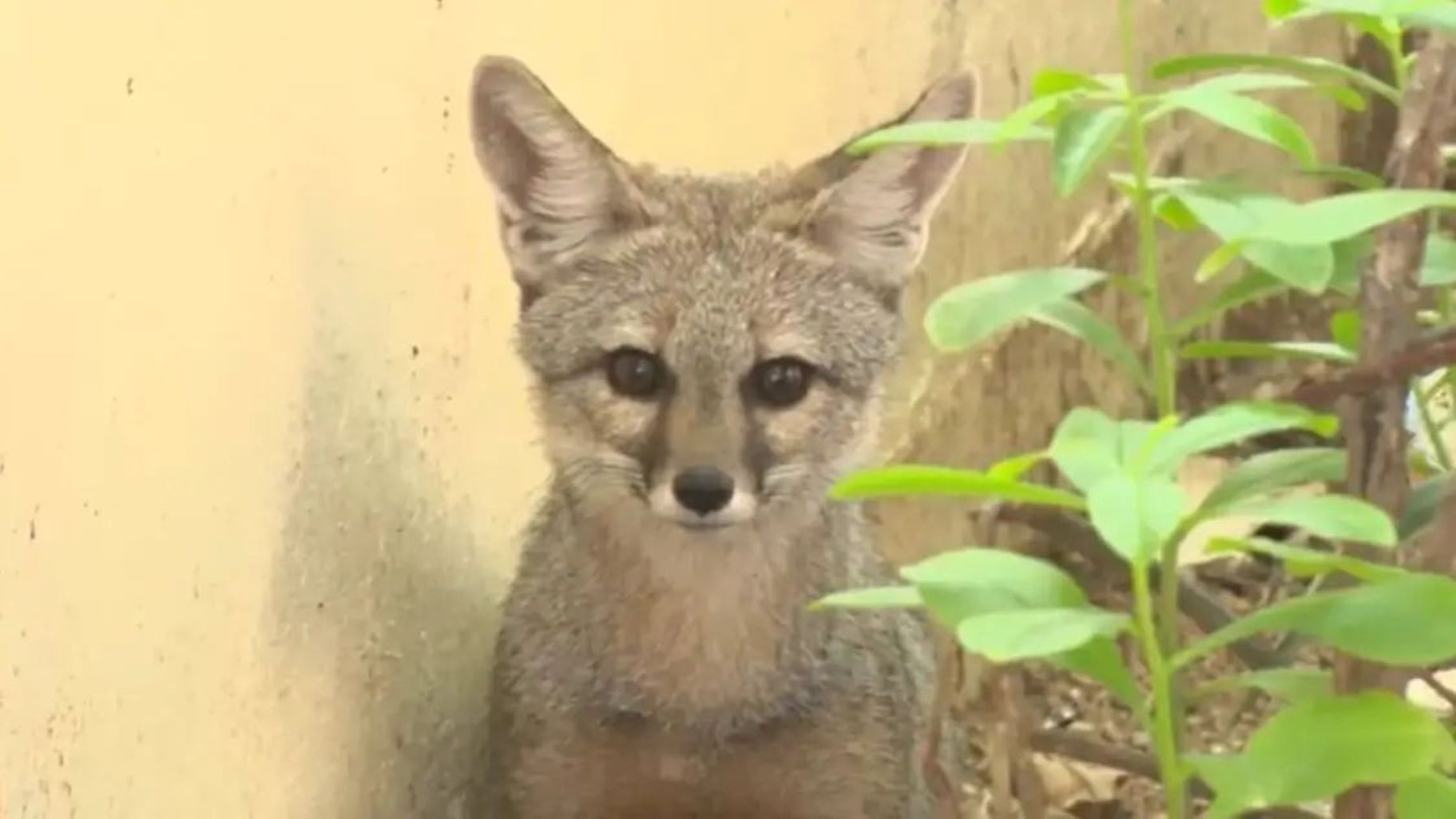Fox Sighting in Karimnagar Sparks Excitement