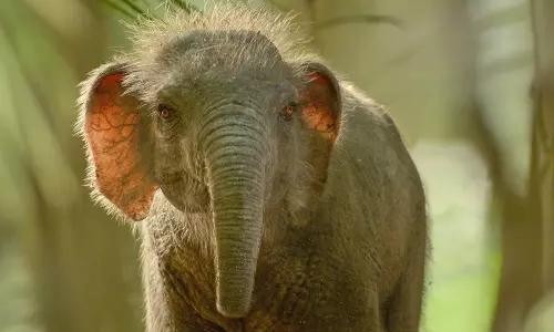 Foot-Tall Elephant? New Apple TV Show Reveals Surprises