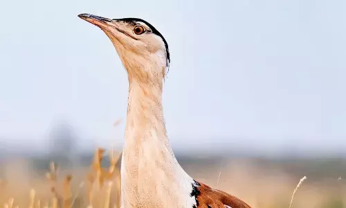 Power Lines, Industrial Expansion Endangering Great Indian Bustards in Nandyal