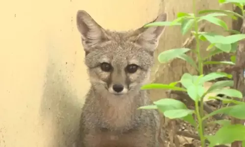 People Believe in Good Luck After Seeing Fox in Karimnagar