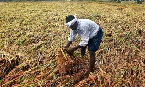 No Excuses If Paddy Gets Soaked During Rains: CS Warns Collectors