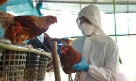 Bird Flu Virus Could Risk Pandemic Worse Than COVID If It Mutates, Frances Institut Pasteur Says