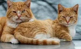 Genome Study Reveals Milestone In History Of Cat Domestication