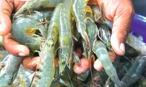 Antibiotic Residues: Shrimp Exports Face Challenge After Rejection in EU Market