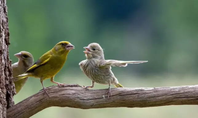 Family Bird Squabble: European Greenfinches Steal the Spotlight in Comedy Wildlife Awards