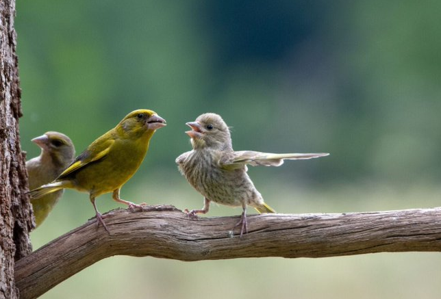 European Greenfinches Steal Spotlight in Comedy Wildlife Awards