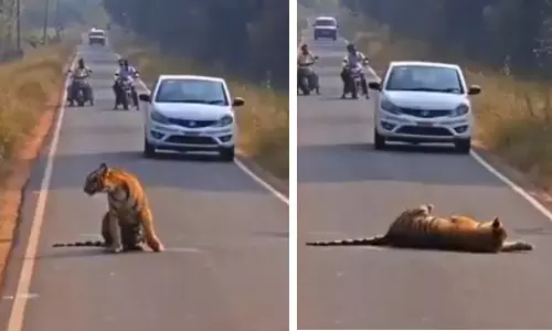 Panic as Tiger Blocks Traffic on Maharashtra Highway for 30 Minutes Panic as Tiger Blocks Traffic on Maharashtra Highway for 30 Minutes
