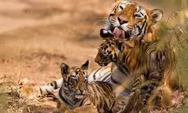 Tigress, Four Cubs Captured On Village Outskirts In Karnatakas Hunsur