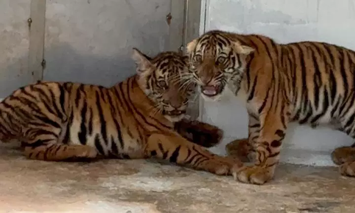 Tigress Reunites With Four Cubs After Three Days in Mysuru
