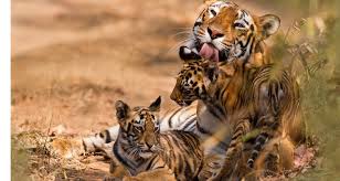 Wildlife Conflicts in Karnataka