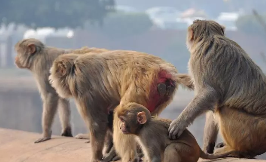 40 Monkeys Found Dead in Yellareddypet of Rajanna Sircilla