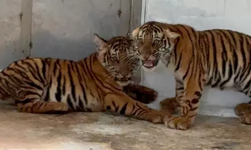 Tigress Reunites With Four Cubs After Three Days in Mysuru Tigress Reunites With Four Cubs After Three Days in Mysuru