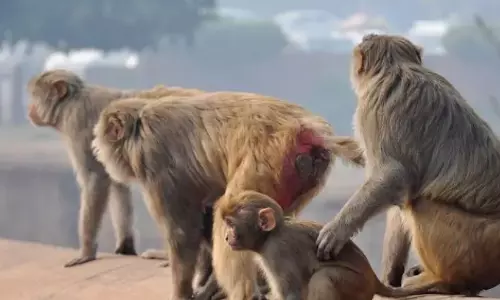 Man Who Solves Monkey Woes to Get Village Vote