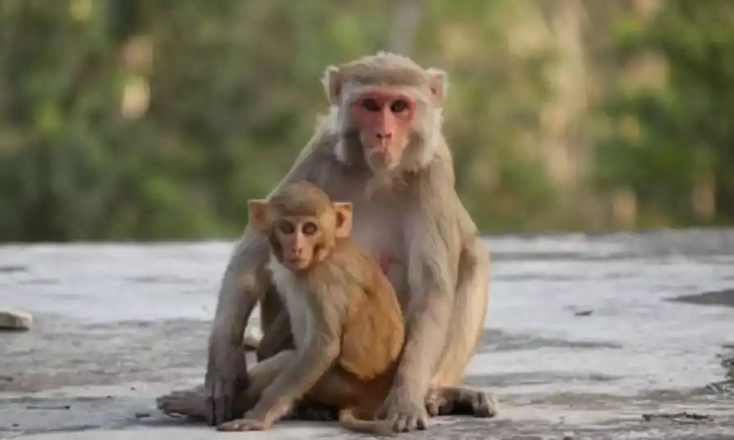 Monkeys Turn Election Issue in Warangal, Karimnagar