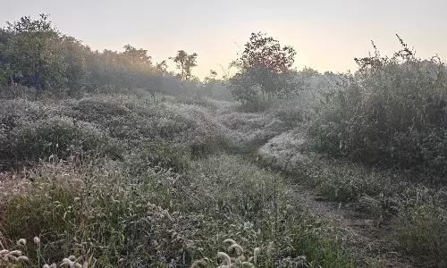 IMD Warns of Colder Winter in Central India, Northwest, and Peninsular Regions