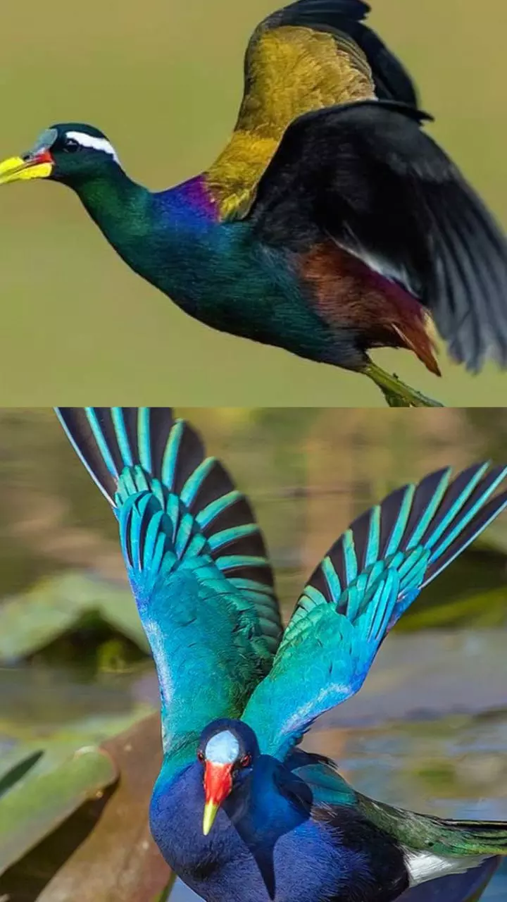 India’s Most Stunning Purple Birds