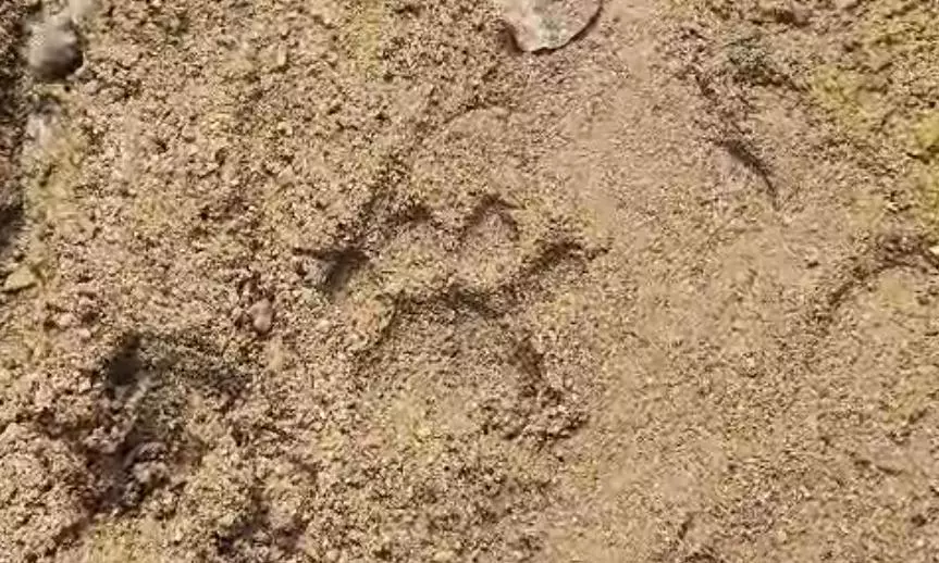 Mating Season Sparks Hope For New Tiger Cubs