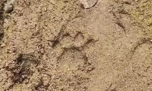 Mating Season Sparks Hope For New Tiger Cubs Mating Season Sparks Hope For New Tiger Cubs