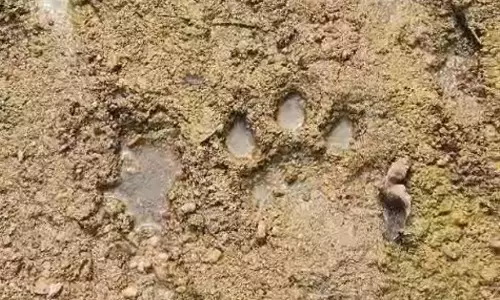 Tiger Makes Its Way From Kawal Into Kamareddy, Sparks Concerns On Its Safety