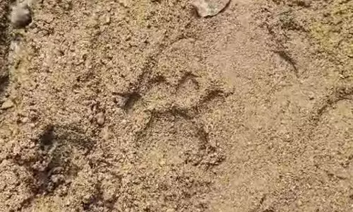 Siddipet Tiger Keeps Officials on Toes