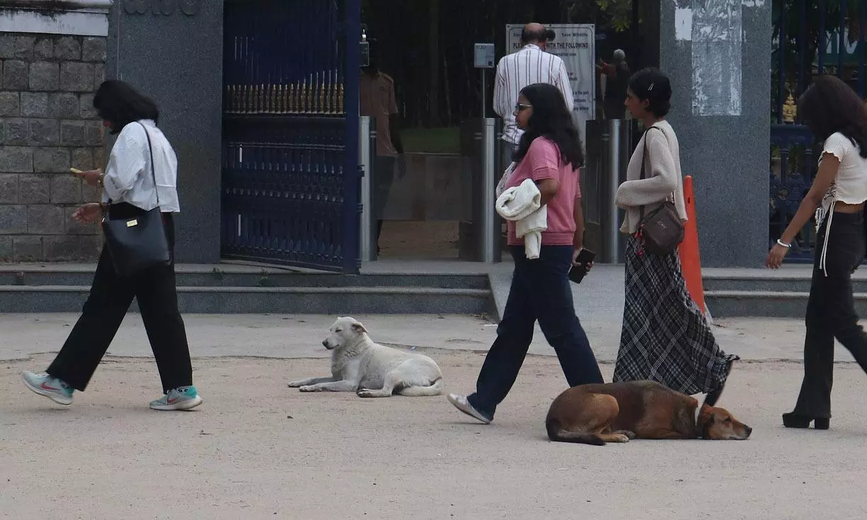 Revanth Orders Immediate Action After Stray Dogs Attack Differently-Abled Child