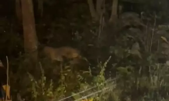 RTC Passengers See Leopard Near Kottal