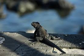 Exotic Pet Trade Drives Illegal Sales Online