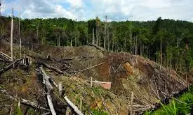 Mischievous Hands : Indonesians Blame Deforestation For Devastating Floods Mischievous Hands : Indonesians Blame Deforestation For Devastating Floods