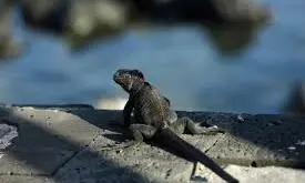 The Growing Exotic Pet Trade Drives Illegal Sales Online And A Push For Tighter Rules