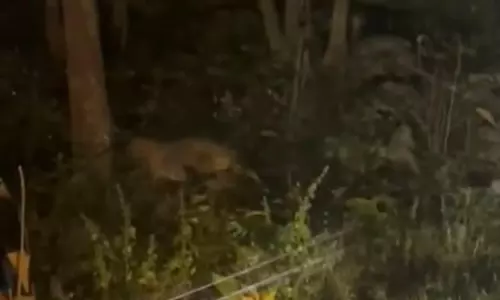 RTC Passengers See Leopard Near Kottal