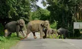 Severely Injured Wild Elephant Dies While Undergoing Treatment At SVZP Severely Injured Wild Elephant Dies While Undergoing Treatment At SVZP