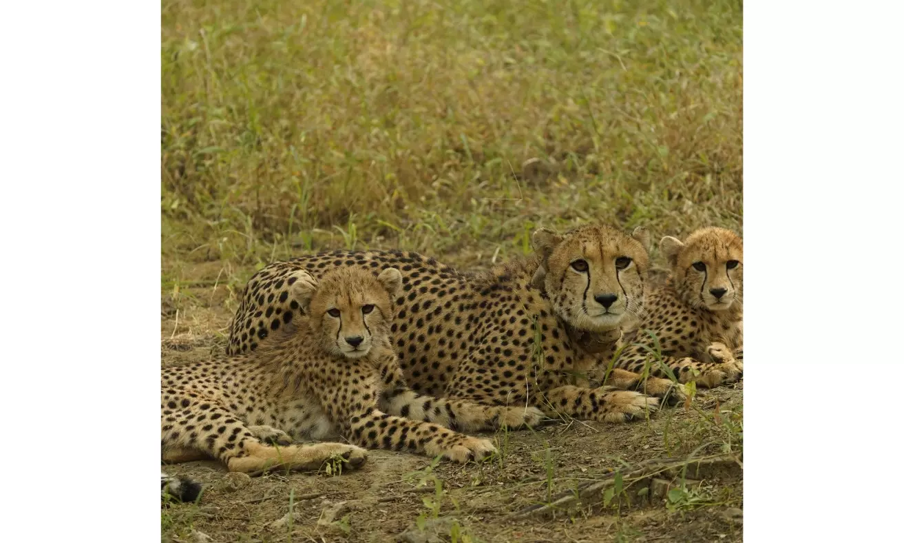 MP: 3 Cheetahs Released Into Wild in Kuno, PM Lauds Conservation Efforts on International Cheetah Day MP: 3 Cheetahs Released Into Wild in Kuno, PM Lauds Conservation Efforts on International Cheetah Day